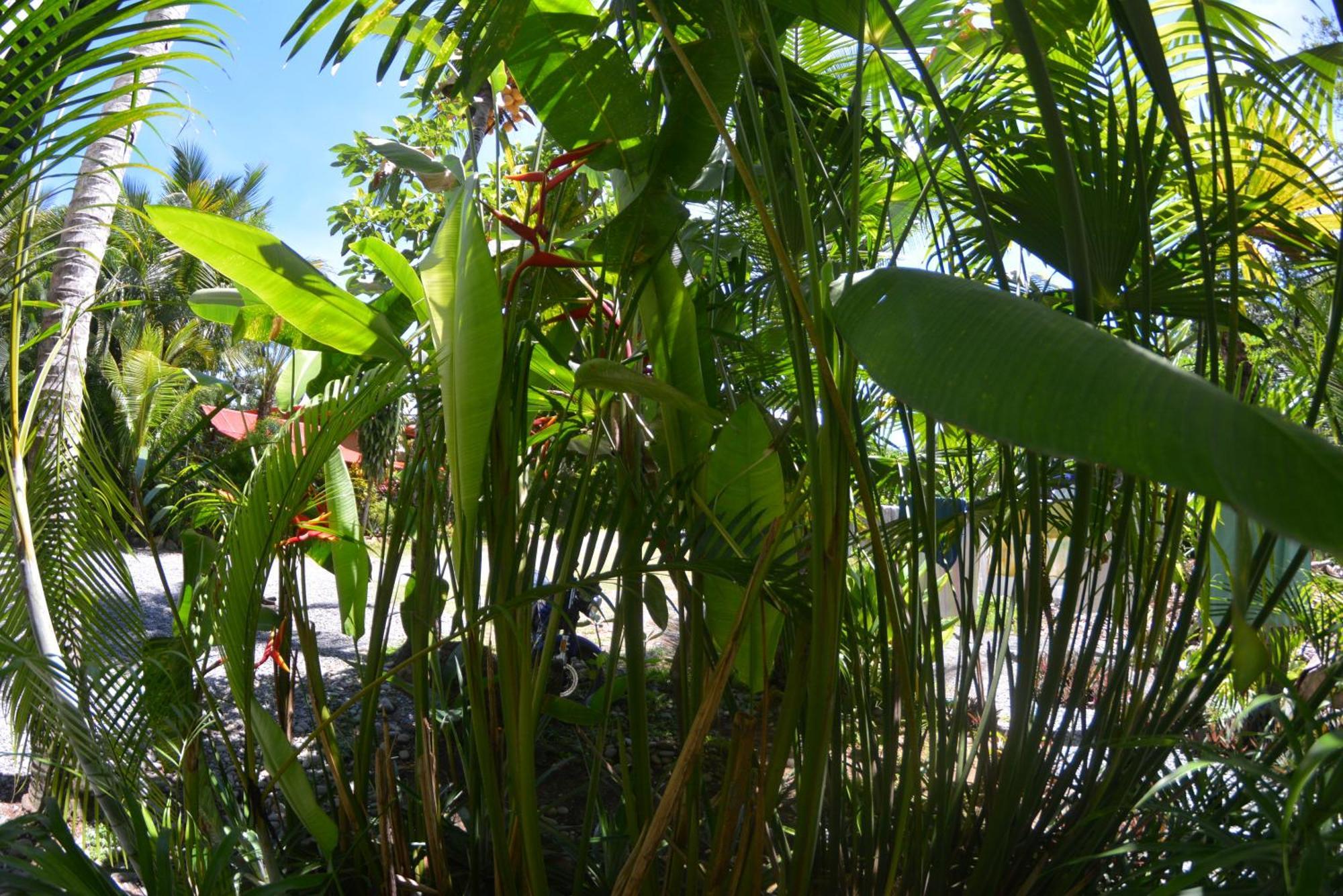 Hotel Swell Pavones Pavones  Ngoại thất bức ảnh